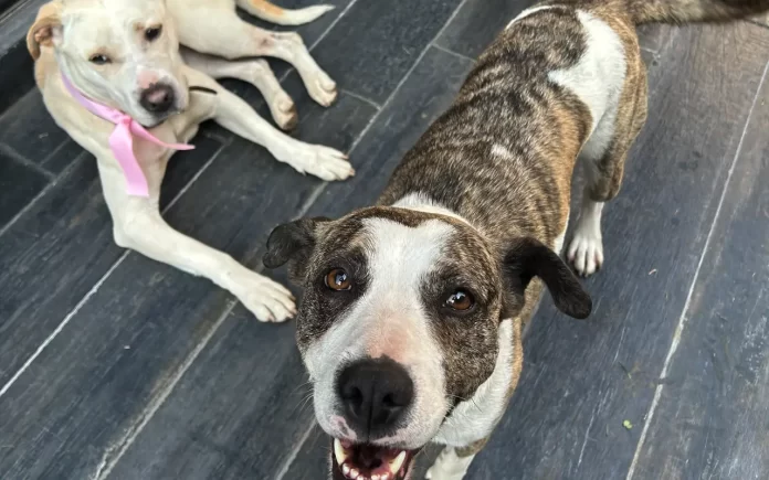 Jornadas de adopción de mascotas transforman vidas y mejoran ambientes laborales