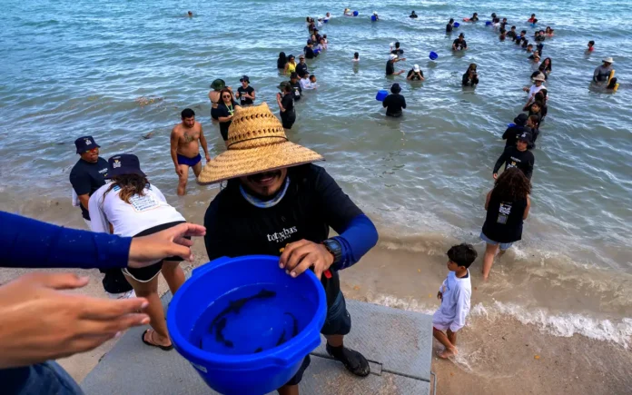 Santomar celebra 10 años de conservación con más de 270,000 totoabas liberadas en el Golfo de California