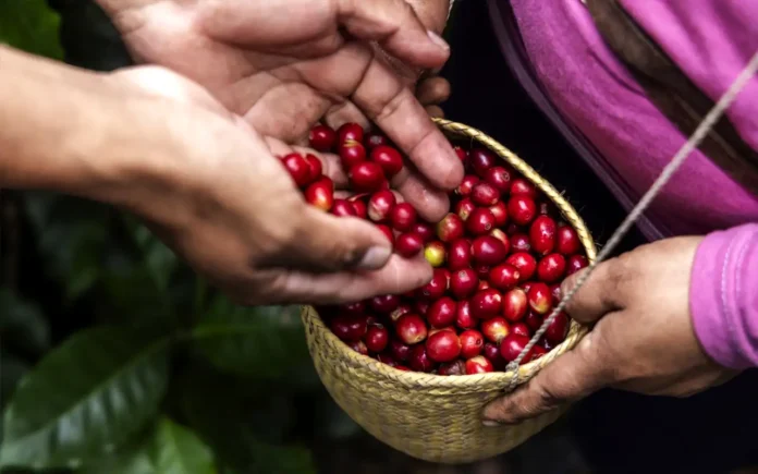Starbucks México impulsa la sostenibilidad y resiliencia del campo con 