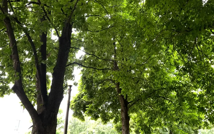 Los sumideros de carbono en México para la lucha contra el cambio climático