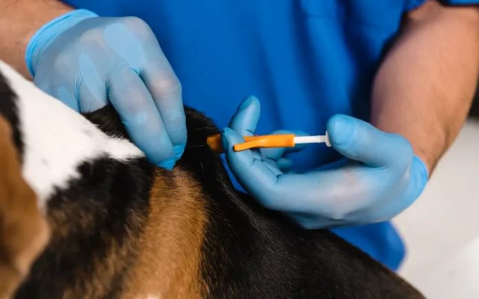 Médicos veterinarios alertan sobre inconsistencia en la prevención de pulgas y garrapatas